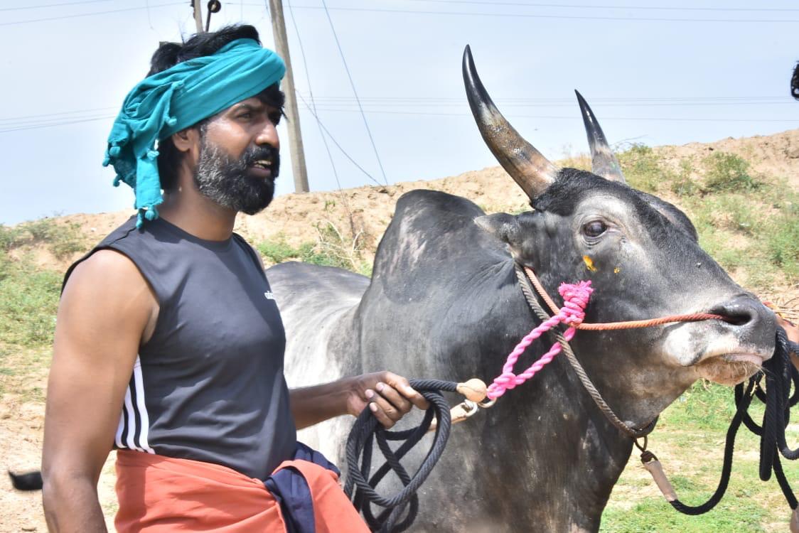 ஜல்லிகட்டில் பரிசுகளை குவித்த நடிகர் சூரி வளர்க்கும் “கருப்பன்” காளை!